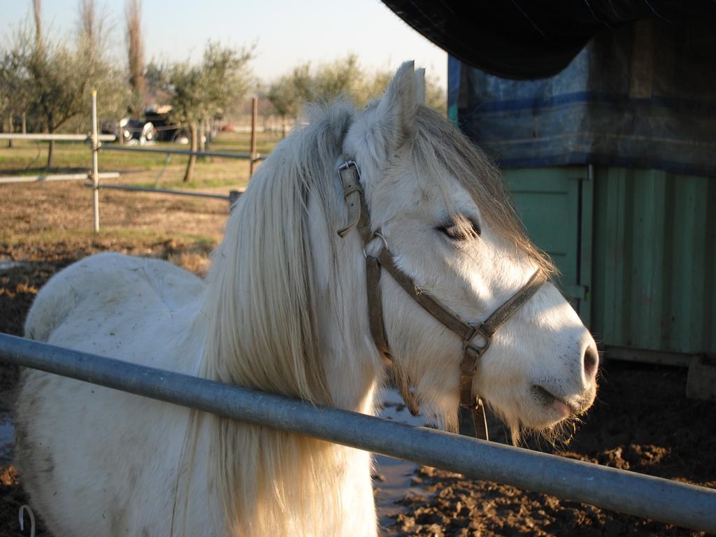 Agriturismo L'Infinito Villa Gambettola ภายนอก รูปภาพ